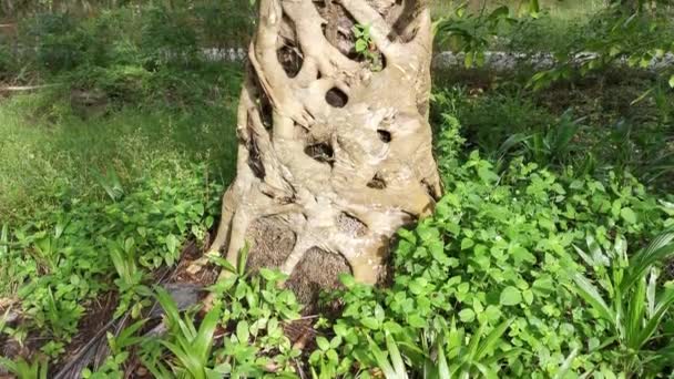 Vahşi Incir Ağacı Mikro Karpa Kökü Palmiye Gövdesinde Sürünüyor — Stok video