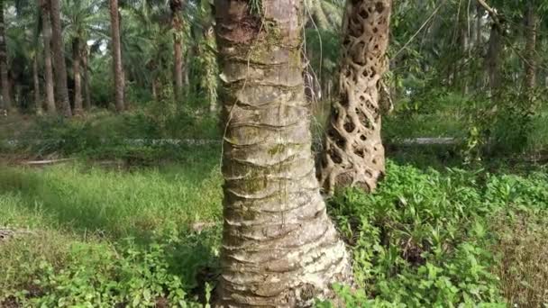Wild Ficus Microcarpa Root Crawling Palm Trunk — Video Stock