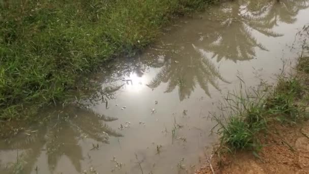 Reflective Sunlight Surface Stagnant Pool Water Field — Stockvideo