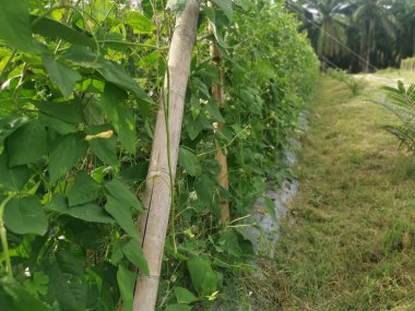 Green asparagus bean vegetable growing at the farm.