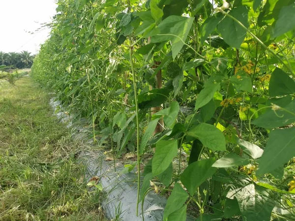 Green Asparagus Bean Vegetable Growing Farm — Stock Fotó