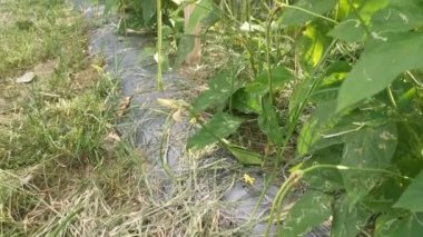 Green asparagus bean vegetable growing at the farm.