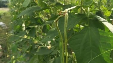 Green asparagus bean vegetable growing at the farm.