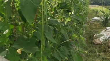 Green asparagus bean vegetable growing at the farm.