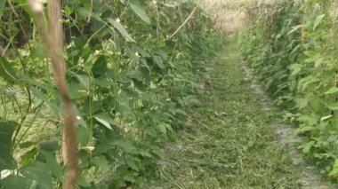 Green asparagus bean vegetable growing at the farm.