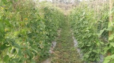 Green asparagus bean vegetable growing at the farm.