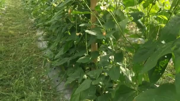 Green Asparagus Bean Vegetable Growing Farm — Video Stock