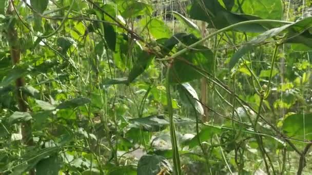 农场种植的绿色芦笋豆类蔬菜 — 图库视频影像