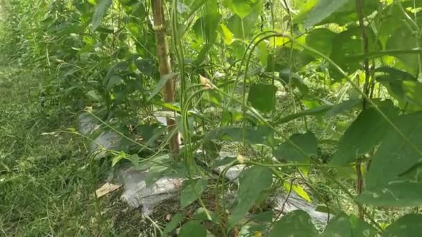 Green Asparagus Bean Vegetable Growing Farm — Video