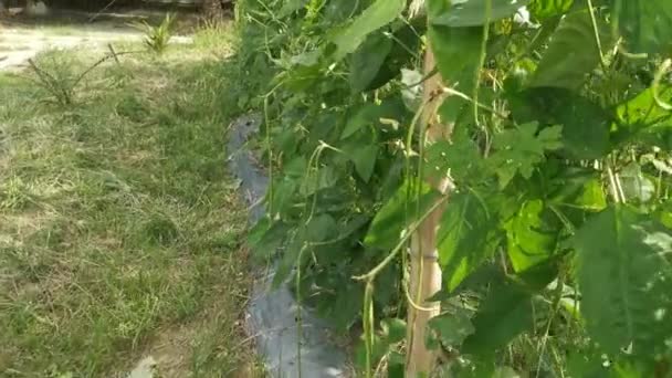Green Asparagus Bean Vegetable Growing Farm — Stock videók