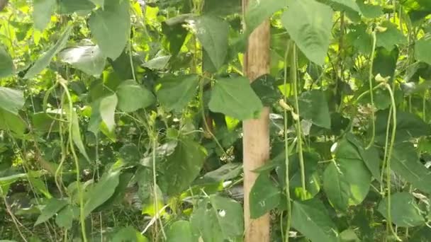 农场种植的绿色芦笋豆类蔬菜 — 图库视频影像