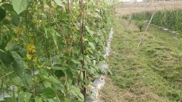 Green Asparagus Bean Vegetable Growing Farm — Video Stock
