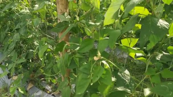 Green Asparagus Bean Vegetable Growing Farm — Stockvideo
