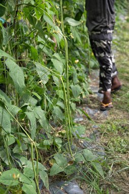 Green asparagus bean vegetable growing at the farm.