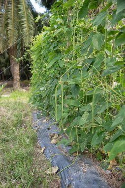 Green asparagus bean vegetable growing at the farm.
