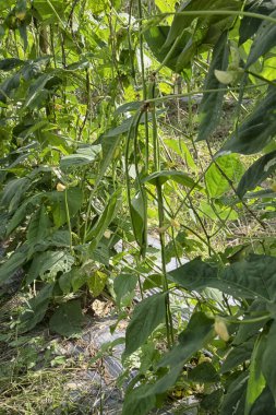Green asparagus bean vegetable growing at the farm.