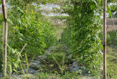 Green asparagus bean vegetable growing at the farm.