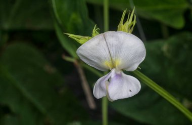 Green asparagus bean flowery bulb growing on the stalk.