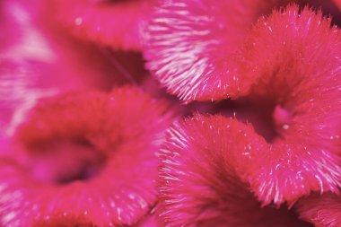 close up shot of the red plumed silver cock's comb flower. 