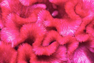 close up shot of the red plumed silver cock's comb flower. 