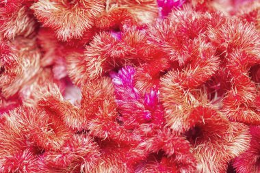 close up shot of the red plumed silver cock's comb flower. 