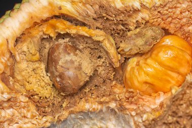 rotten flesh of the Artocarpus integer inner fruit.