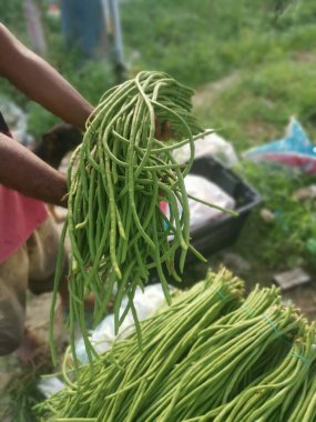 bunch of raw fresh green asparagus bean vegetable