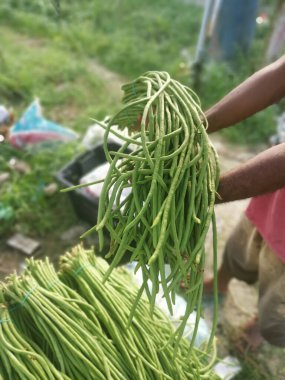 bunch of raw fresh green asparagus bean vegetable