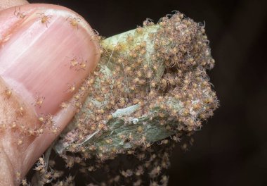 swamp of spiderlings and eggs spiders on the sac nest. 