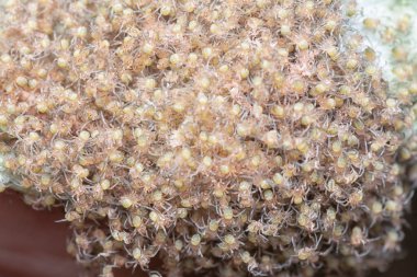 swamp of spiderlings and eggs spiders on the sac nest. 