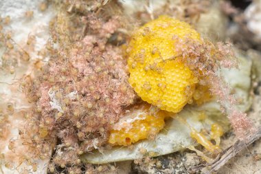 swamp of spiderlings and eggs spiders on the sac nest. 