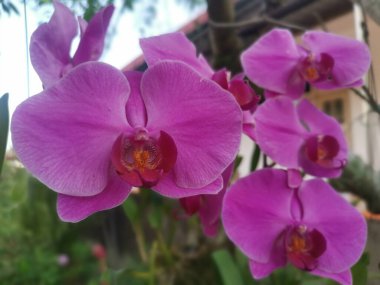 image of the Pink Phalaenopsis Orchid Plant
