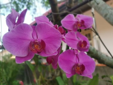 image of the Pink Phalaenopsis Orchid Plant
