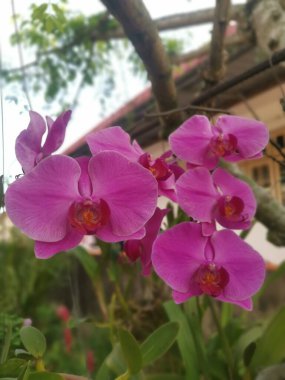 image of the Pink Phalaenopsis Orchid Plant