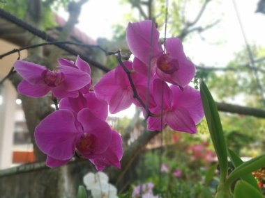 image of the Pink Phalaenopsis Orchid Plant