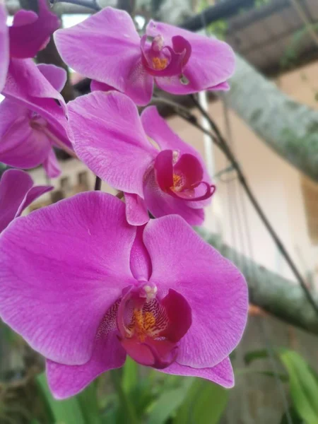 image of the Pink Phalaenopsis Orchid Plant