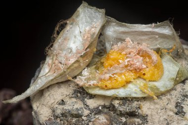 unhatched tiny spider eggs on the silk sac web. 