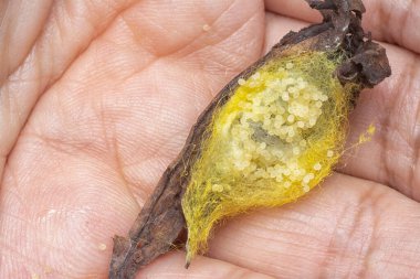 unhatched tiny spider eggs on the silk sac web. 