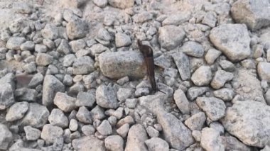 deroceras leave slug crawling on the stony ground