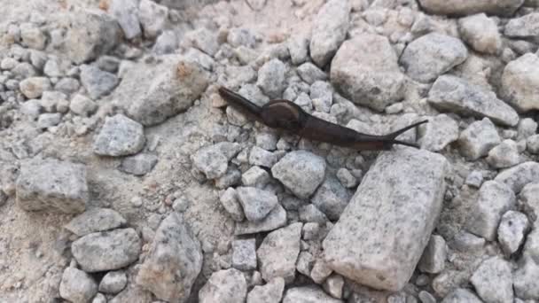 Deroceras Leave Slug Crawling Stony Ground — Stock video
