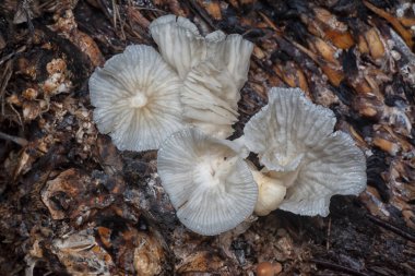 close up shot of the wild funnel fan-shaped mushrooms 