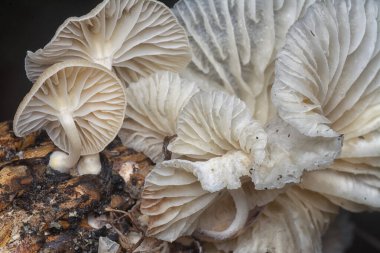 close up shot of the wild funnel fan-shaped mushrooms 