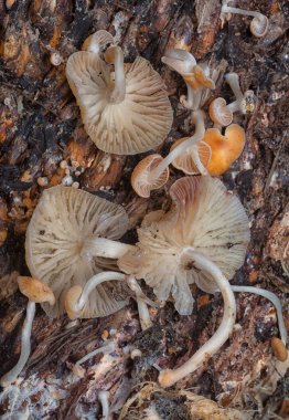 close up shot of the wild funnel fan-shaped mushrooms 