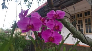 footage of the Phalaenopsis Purple Pink Big-Lip Moth Orchid