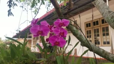 footage of the Phalaenopsis Purple Pink Big-Lip Moth Orchid
