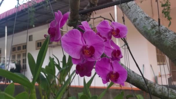 Footage Phalaenopsis Purple Pink Big Lip Moth Orchid — Vídeo de Stock