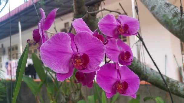 Footage Phalaenopsis Purple Pink Big Lip Moth Orchid — Video Stock