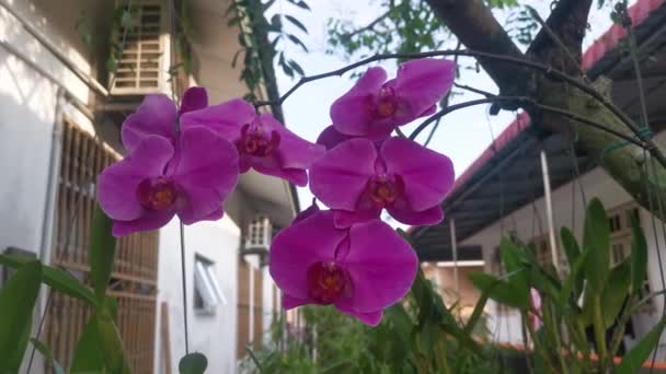Footage Phalaenopsis Purple Pink Big Lip Moth Orchid — Video Stock