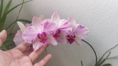 footage of the Phalaenopsis Yu-Pin Fireworks Big-Lip Moth Orchid.