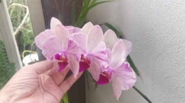 footage of the Phalaenopsis Yu-Pin Fireworks Big-Lip Moth Orchid.